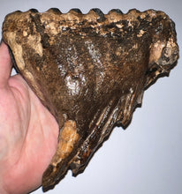 Load image into Gallery viewer, Ice Age Fossil Woolly Mammoth Molar 6.11 Inches from Siberia
