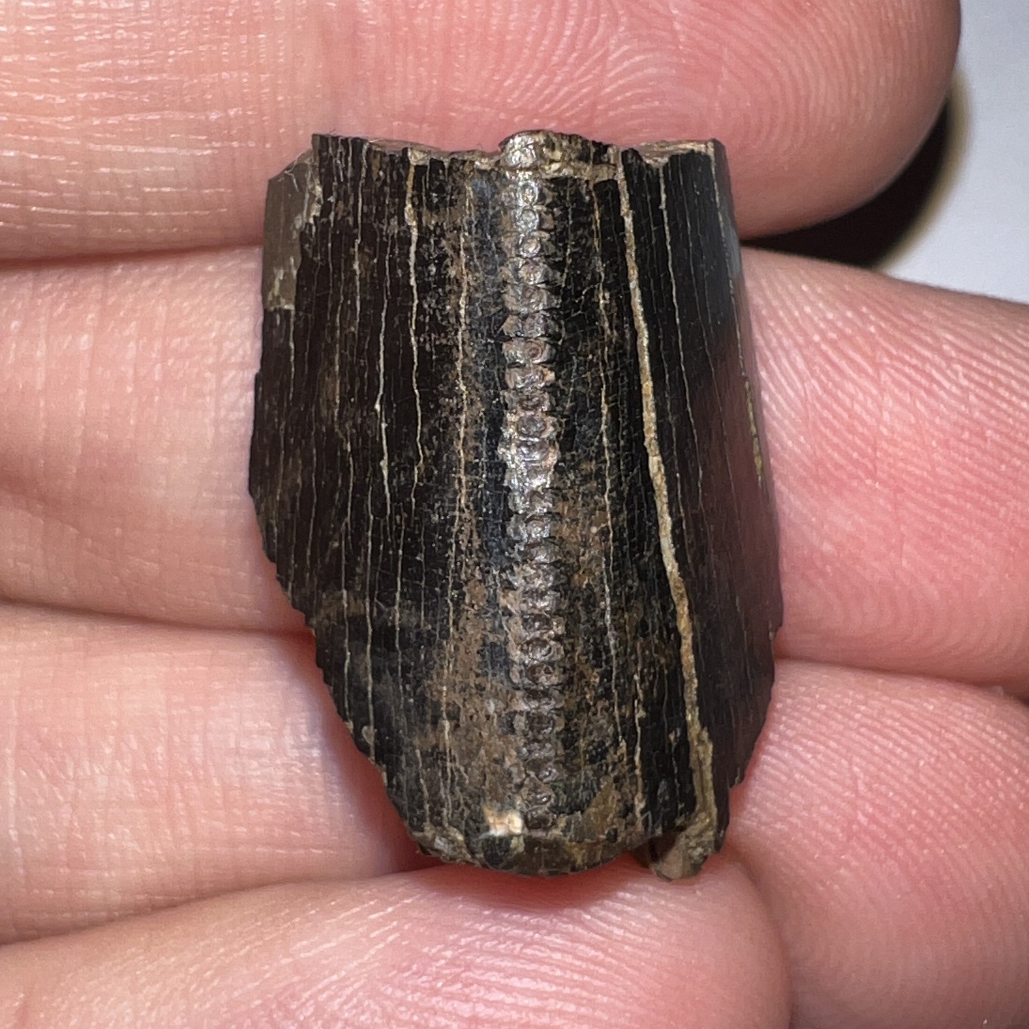 Framed Tyrannosaurus Rex Fossil Tooth Fragment .9 Inches