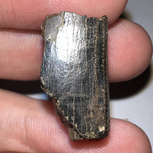 Load image into Gallery viewer, Framed Tyrannosaurus Rex Fossil Tooth Fragment .9 Inches
