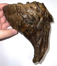 Load image into Gallery viewer, Ice Age Fossil Woolly Mammoth Molar 7.3 Inches from Siberia
