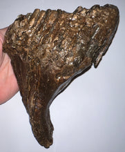 Load image into Gallery viewer, Ice Age Fossil Woolly Mammoth Molar 7.3 Inches from Siberia
