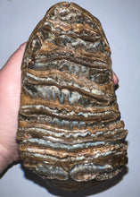 Load image into Gallery viewer, Ice Age Fossil Woolly Mammoth Molar 7.3 Inches from Siberia
