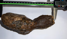 Load image into Gallery viewer, Ice Age Fossil Woolly Mammoth Molar 7.3 Inches from Siberia
