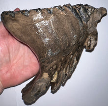 Load image into Gallery viewer, Ice Age Fossil Woolly Mammoth Molar 7.86 Inches from Siberia
