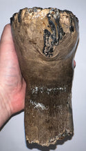 Load image into Gallery viewer, Ice Age Fossil Woolly Mammoth Molar 7.86 Inches from Siberia
