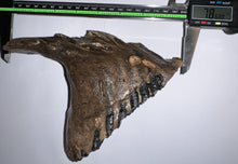 Load image into Gallery viewer, Ice Age Fossil Woolly Mammoth Molar 7.86 Inches from Siberia
