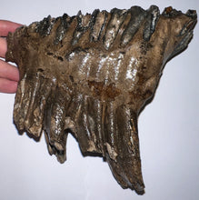 Load image into Gallery viewer, Ice Age Fossil Woolly Mammoth Molar 6.59 Inches from Siberia
