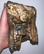Load image into Gallery viewer, Ice Age Fossil Woolly Mammoth Molar 6.59 Inches from Siberia
