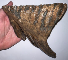 Load image into Gallery viewer, Ice Age Fossil Woolly Mammoth Molar 7.19 Inches from Siberia
