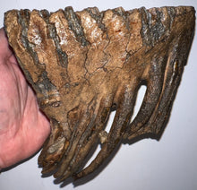 Load image into Gallery viewer, Ice Age Fossil Woolly Mammoth Molar 7.19 Inches from Siberia
