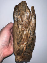 Load image into Gallery viewer, Ice Age Fossil Woolly Mammoth Molar 7.19 Inches from Siberia
