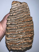 Load image into Gallery viewer, Ice Age Fossil Woolly Mammoth Molar 7.19 Inches from Siberia
