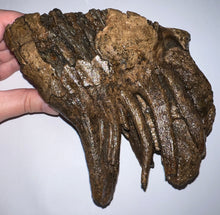 Load image into Gallery viewer, Ice Age Fossil Woolly Mammoth Molar 6.62 Inches from Siberia
