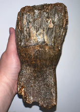 Load image into Gallery viewer, Ice Age Fossil Woolly Mammoth Molar 6.62 Inches from Siberia
