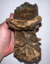 Load image into Gallery viewer, Ice Age Fossil Woolly Mammoth Molar 6.62 Inches from Siberia
