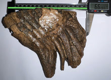 Load image into Gallery viewer, Ice Age Fossil Woolly Mammoth Molar 6.62 Inches from Siberia
