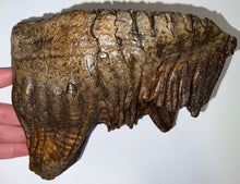 Load image into Gallery viewer, Huge Ice Age Fossil Woolly Mammoth Molar 8.09 Inches from Siberia
