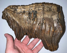 Load image into Gallery viewer, Huge Ice Age Fossil Woolly Mammoth Molar 8.09 Inches from Siberia
