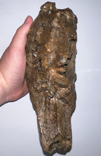 Load image into Gallery viewer, Huge Ice Age Fossil Woolly Mammoth Molar 8.09 Inches from Siberia
