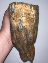 Load image into Gallery viewer, Huge Ice Age Fossil Woolly Mammoth Molar 8.09 Inches from Siberia
