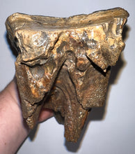 Load image into Gallery viewer, Huge Ice Age Fossil Woolly Mammoth Molar 8.09 Inches from Siberia

