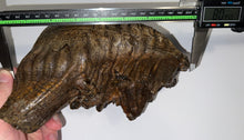 Load image into Gallery viewer, Huge Ice Age Fossil Woolly Mammoth Molar 8.09 Inches from Siberia
