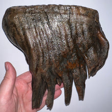 Load image into Gallery viewer, GEM Large Ice Age Fossil Woolly Mammoth Molar 7 Inches from Siberia
