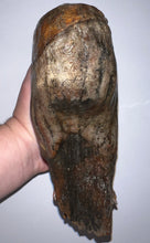 Load image into Gallery viewer, GEM Large Ice Age Fossil Woolly Mammoth Molar 7 Inches from Siberia
