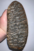 Load image into Gallery viewer, GEM Large Ice Age Fossil Woolly Mammoth Molar 7 Inches from Siberia
