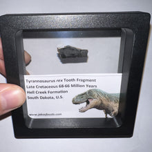 Load image into Gallery viewer, Framed Tyrannosaurus Rex Fossil Tooth Fragment .83 Inches
