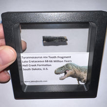 Load image into Gallery viewer, Framed Tyrannosaurus Rex Fossil Tooth Fragment .96 Inches
