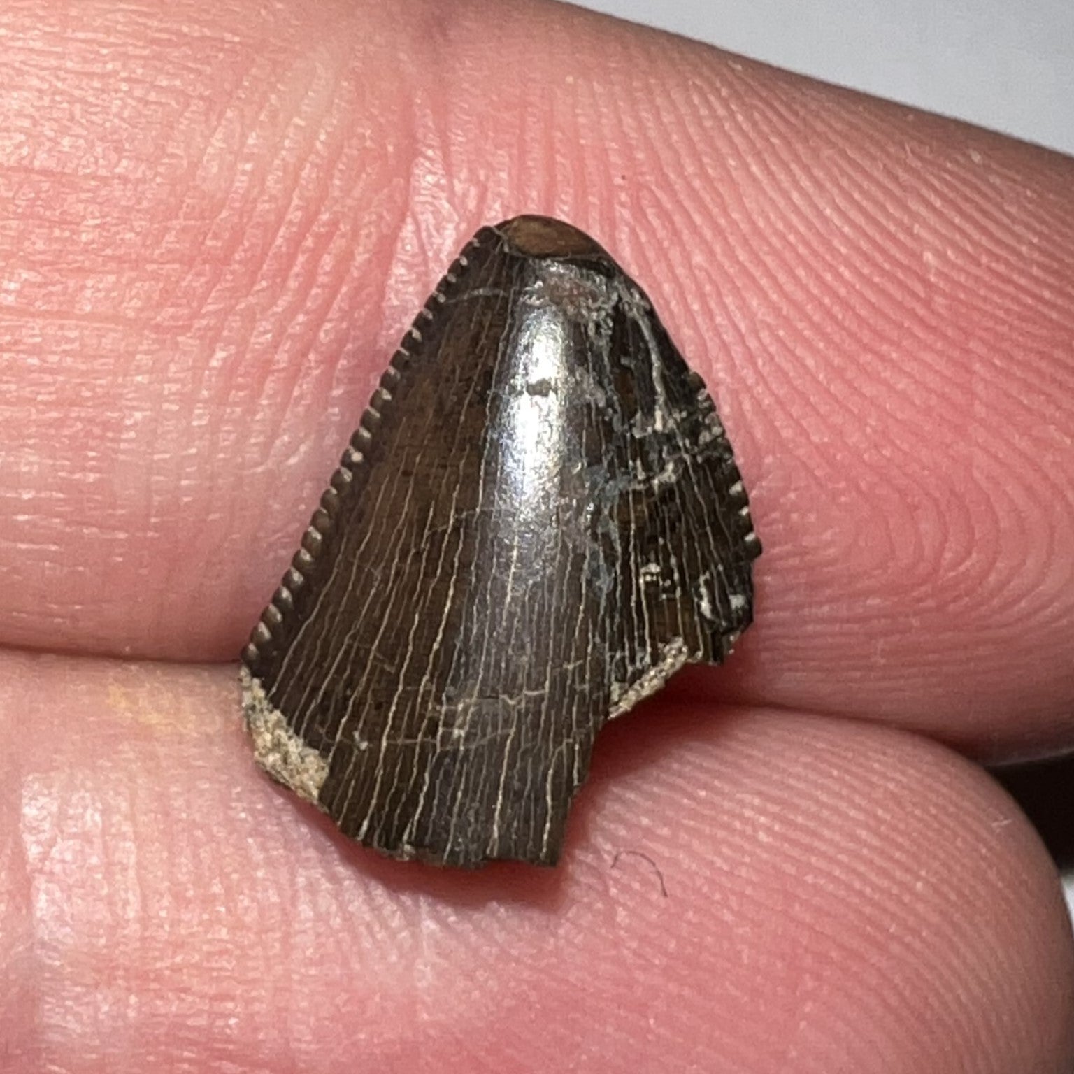 Tyrannosaurus Rex Fossil Tooth Tip .5 Inches