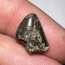 Load image into Gallery viewer, Tyrannosaurus Rex Fossil Tooth Tip .5 Inches
