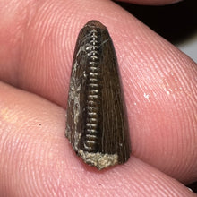 Load image into Gallery viewer, Tyrannosaurus Rex Fossil Tooth Tip .5 Inches
