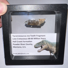 Load image into Gallery viewer, Framed Tyrannosaurus Rex Fossil Tooth Fragment 1.23 Inches
