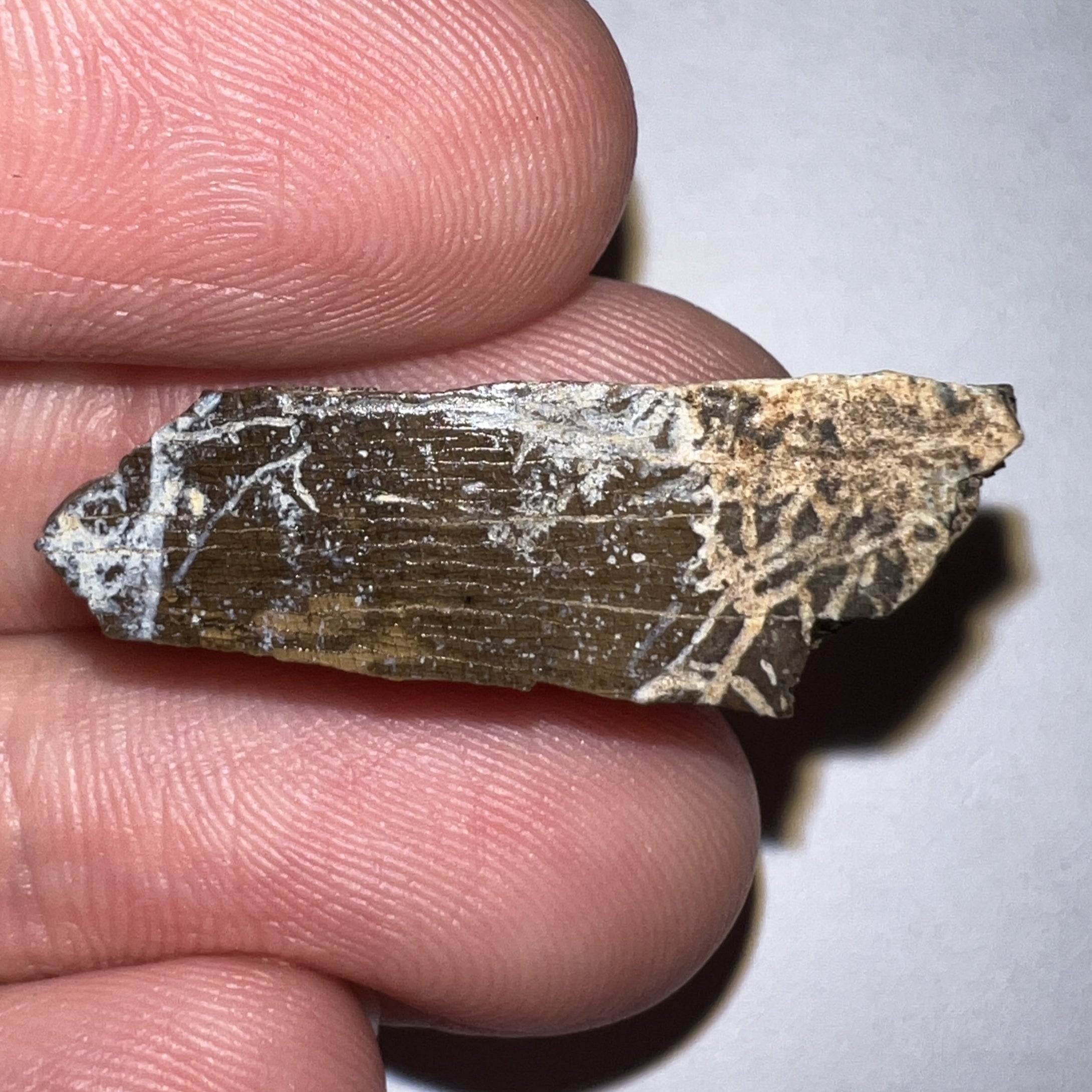 Framed Tyrannosaurus Rex Fossil Tooth Fragment 1.23 Inches