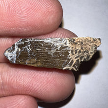 Load image into Gallery viewer, Framed Tyrannosaurus Rex Fossil Tooth Fragment 1.23 Inches
