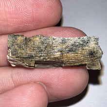 Load image into Gallery viewer, Framed Tyrannosaurus Rex Fossil Tooth Fragment 1.25 Inches
