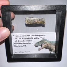 Load image into Gallery viewer, Framed Tyrannosaurus Rex Fossil Tooth Fragment 1.25 Inches
