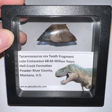 Load image into Gallery viewer, Framed Tyrannosaurus Rex Fossil Tooth Fragment 1.42 Inches
