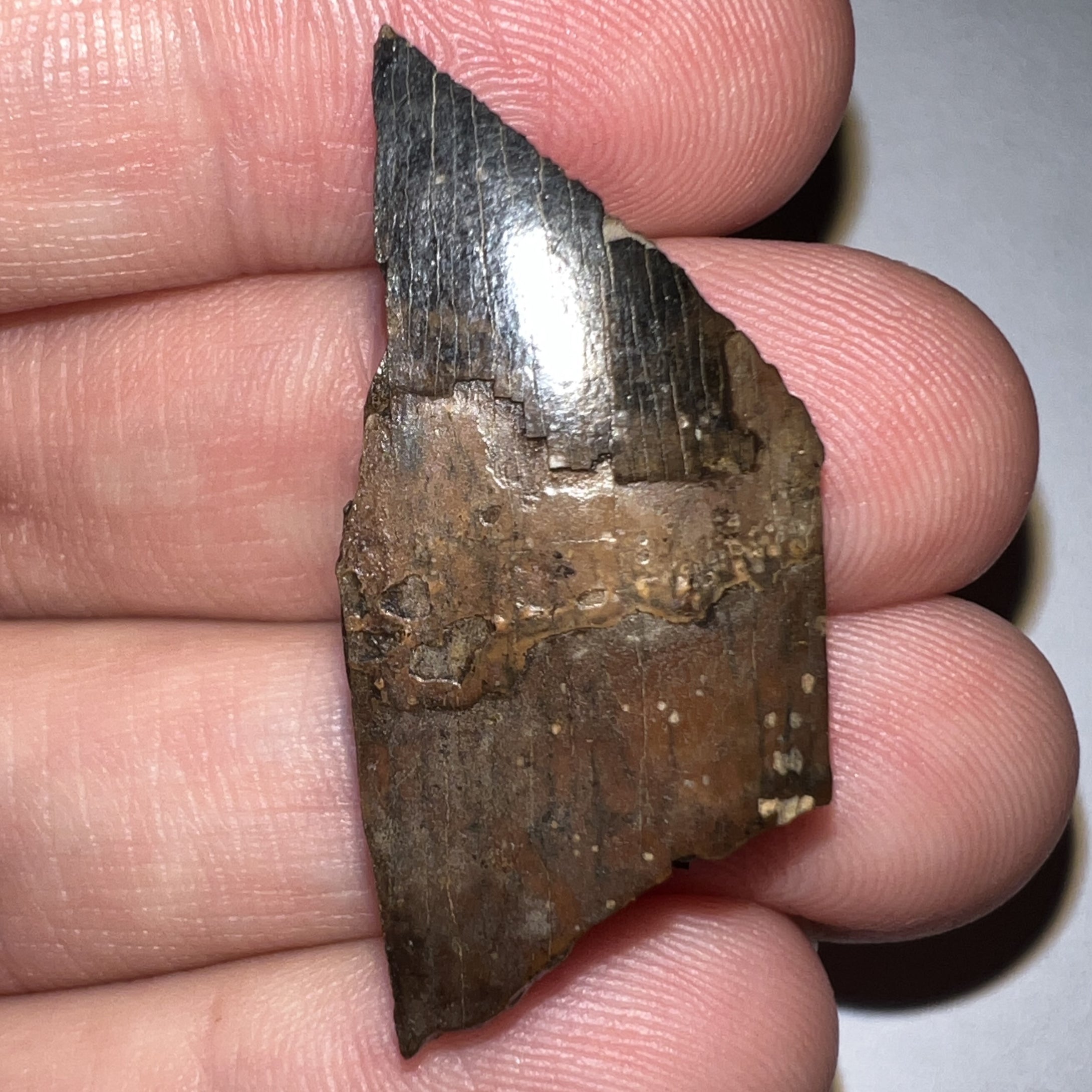 Framed Tyrannosaurus Rex Fossil Tooth Fragment 1.42 Inches