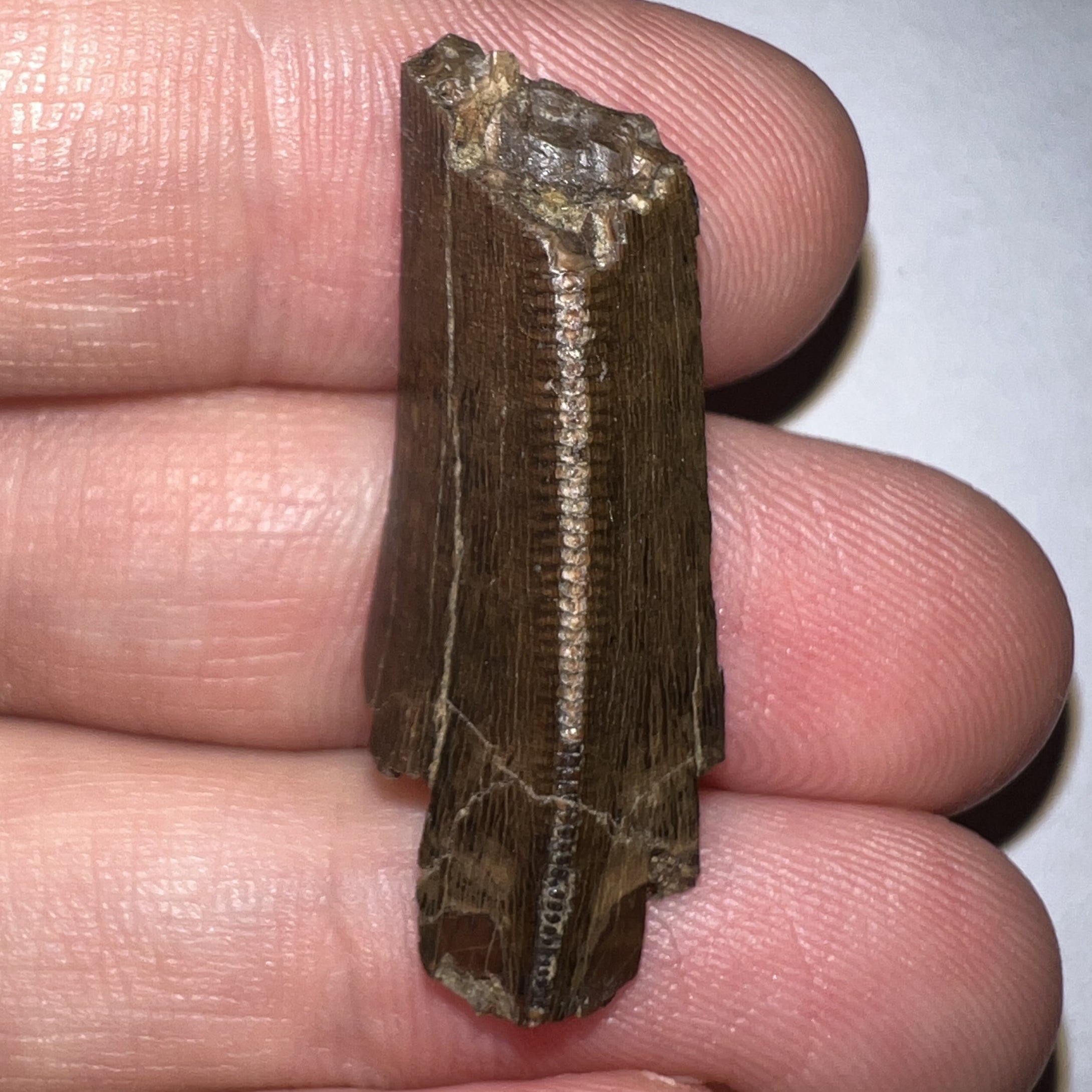 Framed Tyrannosaurus Rex Fossil Tooth Fragment 1.26 Inches