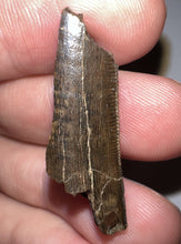 Load image into Gallery viewer, Framed Tyrannosaurus Rex Fossil Tooth Fragment 1.26 Inches
