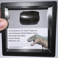 Load image into Gallery viewer, Framed Tyrannosaurus Rex Fossil Tooth Fragment 1.34 Inches
