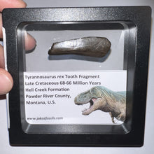 Load image into Gallery viewer, Framed Tyrannosaurus Rex Fossil Tooth Fragment 1.65 Inches
