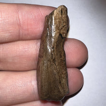 Load image into Gallery viewer, Framed Tyrannosaurus Rex Fossil Tooth Fragment 1.65 Inches
