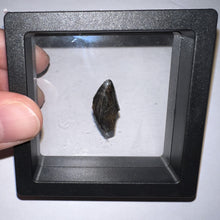 Load image into Gallery viewer, Tyrannosaurus Rex Fossil Tooth Tip .83 Inches
