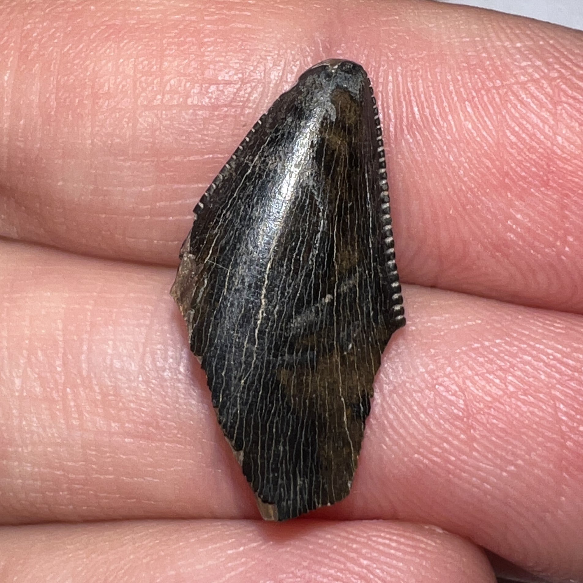 Tyrannosaurus Rex Fossil Tooth Tip .83 Inches