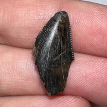 Load image into Gallery viewer, Tyrannosaurus Rex Fossil Tooth Tip .83 Inches
