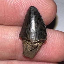 Load image into Gallery viewer, Tyrannosaurus Rex Fossil Tooth Tip .83 Inches
